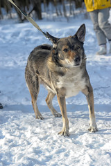 Dog pooch in winter for a walk. Friend, look.