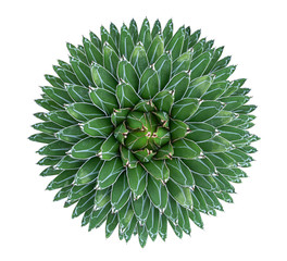 Agave victoriae-reginae (Queen Victoria agave) succulent cactus flower perennial plant top view isolated on white background, clipping path included