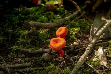 Small orange mushrooms on forest floor with moss in the background and illumination