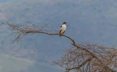 Eagle perch on branch