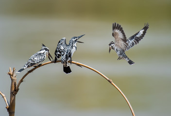 The pied kingfisher (Ceryle rudis) sitting on a branch with green background.
