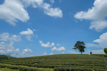 Big tea plantation.