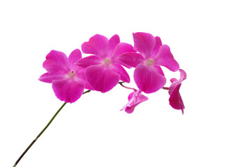 Isolated of orchid.