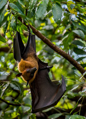 Bats lying on the tree
