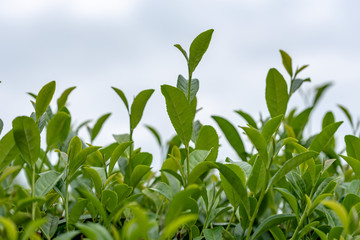 お茶の木の葉