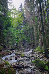 Mountain river with a rapid flow in the forest in the region of the Caucasus Mountains.