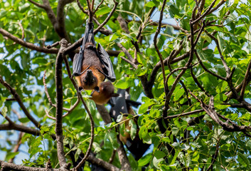 Bats lying on the tree
