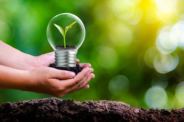 The forest and the trees are in the light. Concepts of environmental conservation and global...