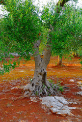 Ancient olive trees of Salento, Apulia, southern Italy