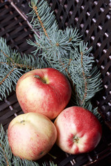 Branches of blue spruce and ripe fragrant apples. Against the background of a wicker vine.