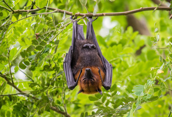 Bats lying on the tree
