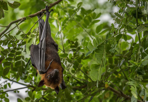 Bats lying on the tree
