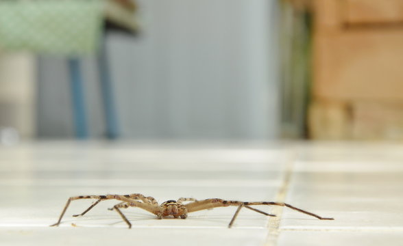 common huntsman spider crawling on home tile floor