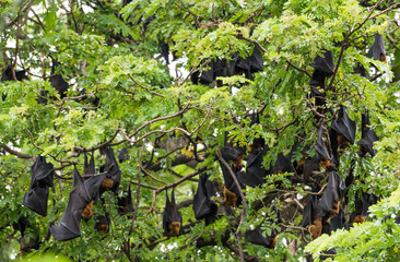 Bats lying on the tree   © sunti