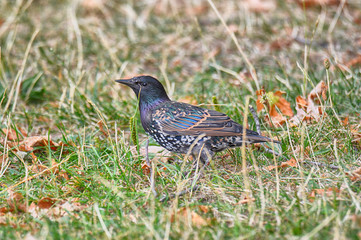 oiseau cherche a manger