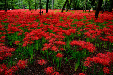 埼玉県日高市「巾着田」曼珠沙華（まんじゅしゃげ）群生地