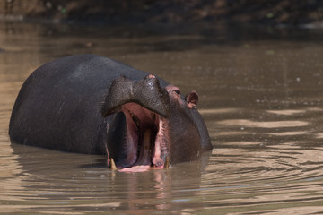 Hippo Yawning