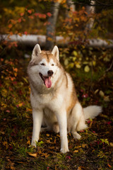 Portrait of free and prideful Siberian Husky dog sitting in the bright enchanting fall forest