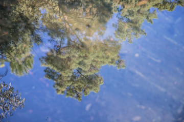 Tree reflection on water surface