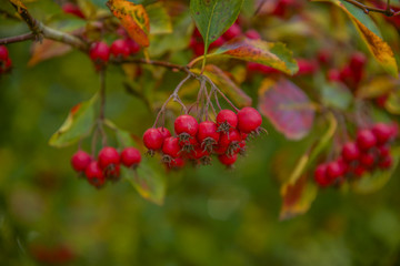 Red Berries