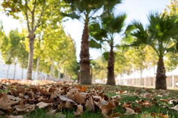 park with fallen leaves on the ground