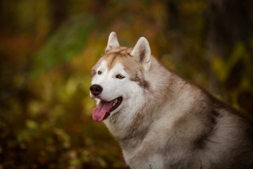 Close-up Portrait of gorgeous Siberian Husky dog posing in the bright enchanting fall forest