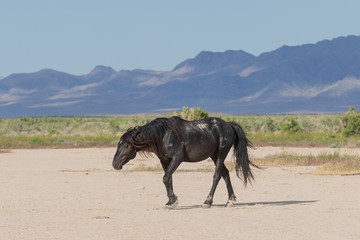 Fototapeta na wymiar Wild Horse in the Onaqui Mountains Utah