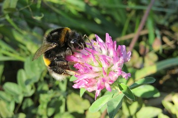 Bumblebee on a clover flower in the meadow, closeup 