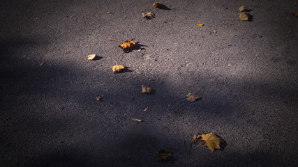 Yellow, autumn leaves on the pavement. Autumn cover background.