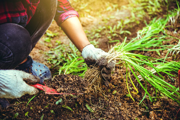 Woman asia plant vegetables gardening at The backyard. Women asia dig into soil the vegetable garden. Happy with the vegetable garden. plant vegetable Allium tuberosum