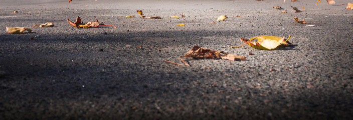 Yellow, autumn leaves on the pavement. Autumn cover background.