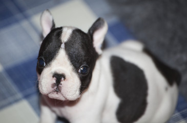 Baby funny french bulldog 