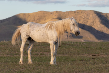 Obraz na płótnie Canvas Wild Horse in the Onaqui Mountains Utah