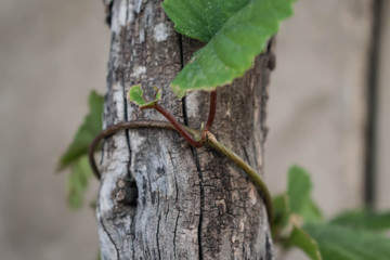 tree trunk bark of different shapes and shades for the background for design
