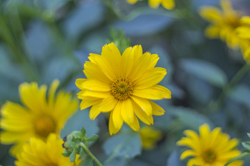 yellow flowers in garden