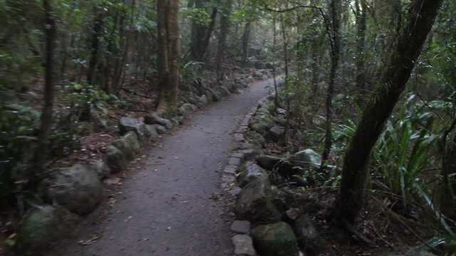Fluid motion through lush grens above down to forest path