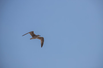 Flying Seagull