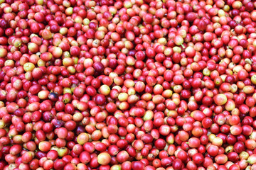 Coffee berries red for background.