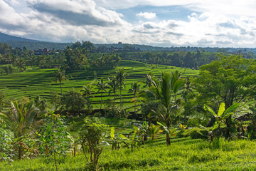 Fototapeta na wymiar Scenery at Jatiluwih rice terrace in Bali, Indonesia.