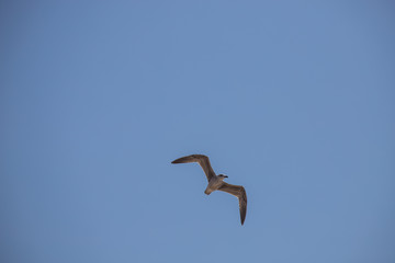 Flying Seagull