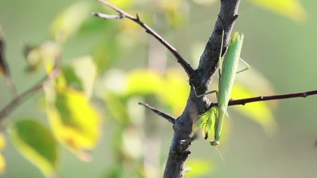 Bright green Praying Mantis or Mantis Religiosa on trees in the autumn sunny day, breeze, 59.94 fps