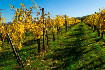 yellow grape leaves at vinery, october