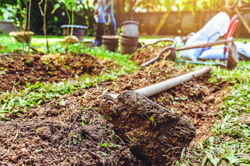 plant vegetables gardening at The backyard. cultivation equipment Agriculture. watering can. spade....