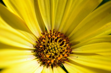 Nahaufnahme eines Kapk&ouml;rbchens