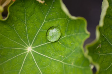 water drops on green leaf