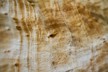 Tree Texture and Background