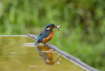 KingFisher