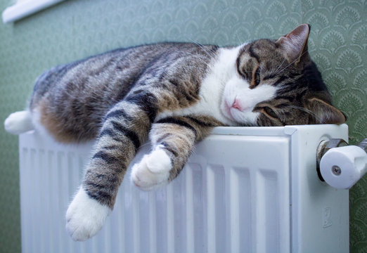 Fototapeta Striped pet cat lying on warm radiator rests and relaxes