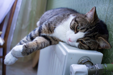 Furry pet cat lies on warm radiator resting and relaxing