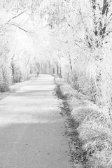 Winterliche Allee